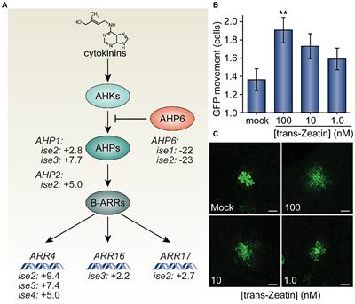 Cytokinins Stimulate Plasmodesmatal Transport in Leaves